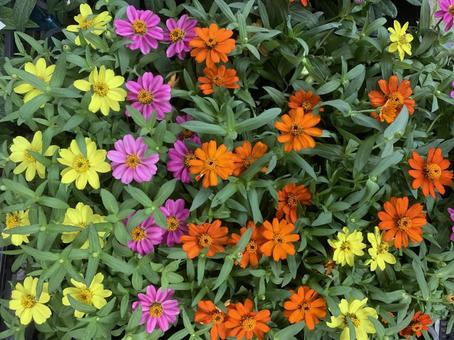 Zinnia elegans, JPG