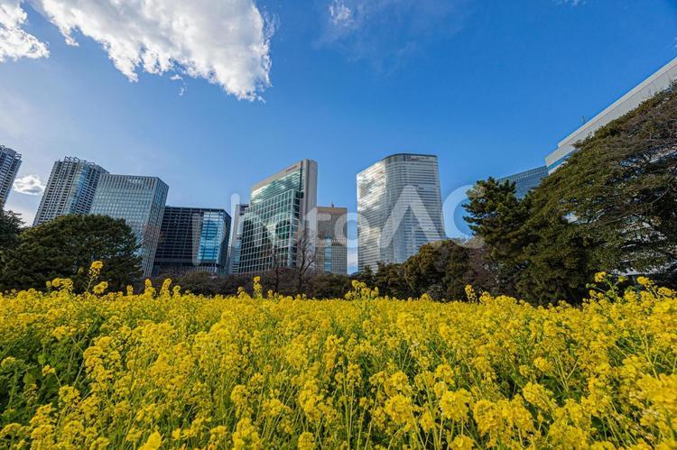 都市景観 都市景観,都市風景,浜離宮恩賜庭園の写真素材