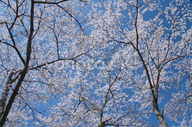 青空と満開の桜 桜,満開,春の写真素材