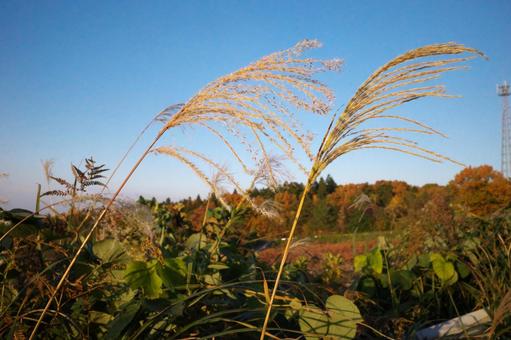 Japanese silver grass and blue sky, JPG