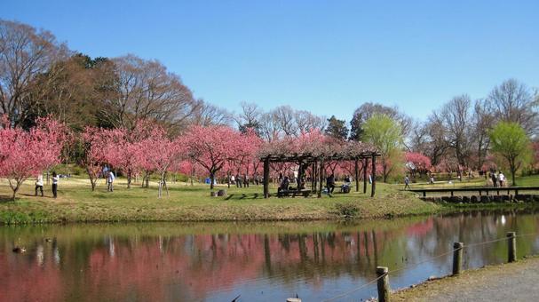 花桃の水辺公園ー四阿 花桃の水辺公園ー四阿の写真