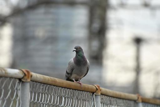 フェンスに佇むハト フェンスに佇むハト ハト,鳩,鳥の写真素材