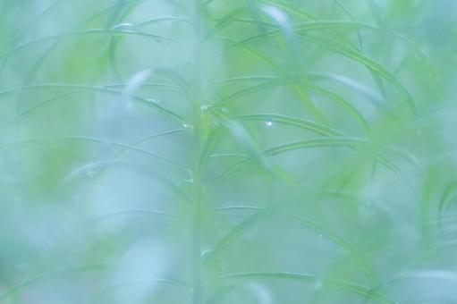 Blue grass that matches the background, JPG Blue grass that matches the background, JPG
