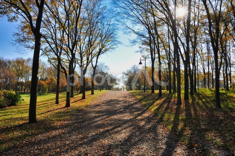 林間の散策路 秋,林,散策路の写真素材