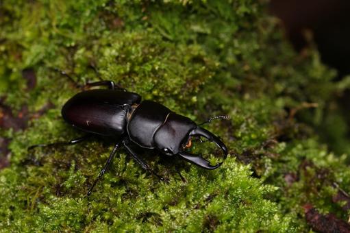 ヤクシマスジクワガタ ヤクシマスジクワガタの写真