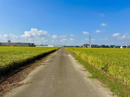 福井県の夏の田んぼ 道,稲穂,自然の写真素材