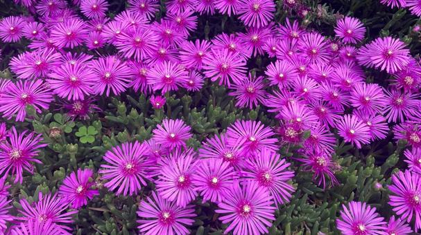 Photo, pine chrysanthemum, matsubagaki, flower, 