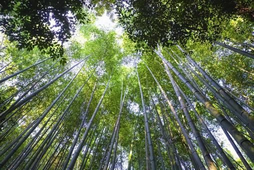 京都嵐山 竹林の小径の自然美 竹林の小径,竹林,竹の写真素材