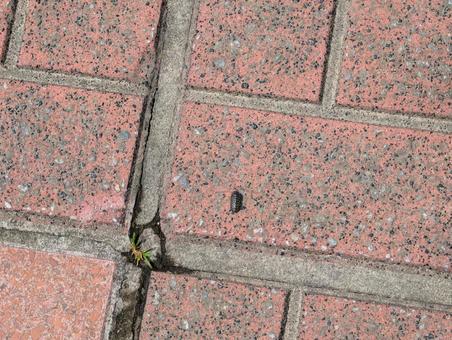 オカダンゴムシのメス オカダンゴムシのメス オカダンゴムシ,ダンゴムシ,メスの写真素材