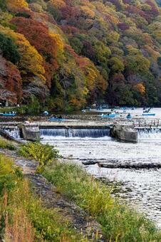 京都　嵐山　桂川　紅葉 嵐山,紅葉,桂川の写真素材