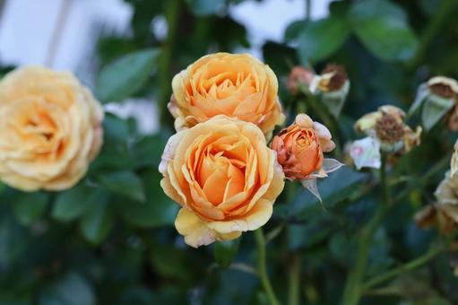 バラ園に咲く黄色い薔薇を撮りました バラ園に咲く黄色い薔薇を撮りました 花,薔薇,自然の写真素材