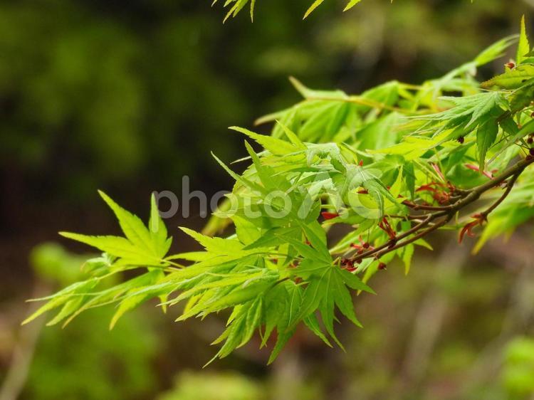 新緑の青もみじ 新緑,青もみじ,紅葉の写真素材