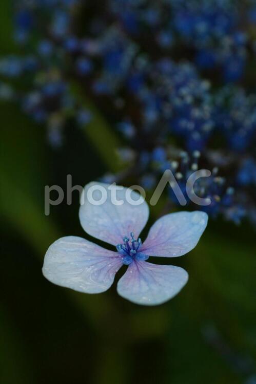 青いアジサイの花のクローズアップ アジサイ,紫陽花,あじさいの写真素材