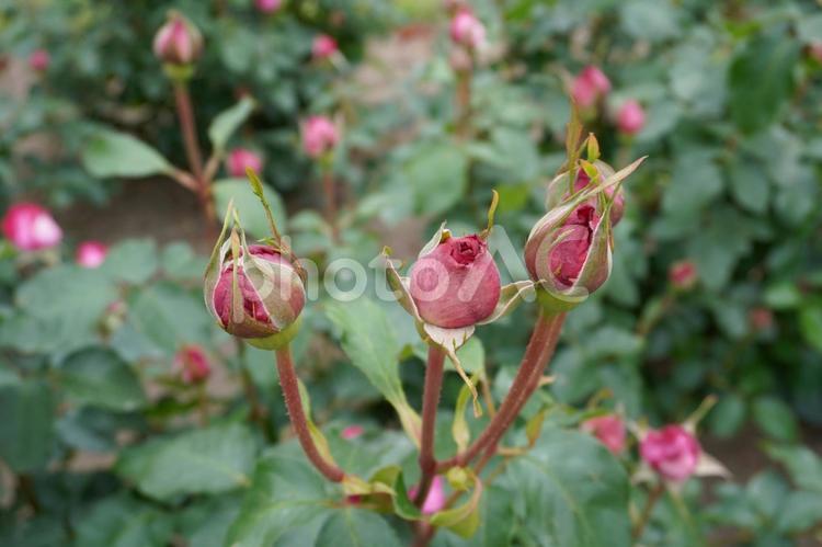 イブピアッチェの蕾（開花前）07 バラ,薔薇,花の写真素材
