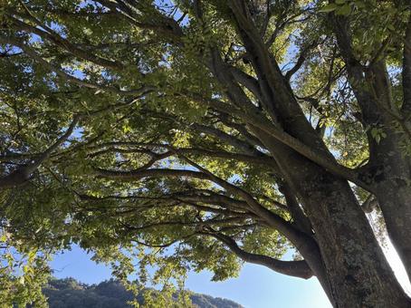 ケアキと光 ケアキ,木,大木の写真素材