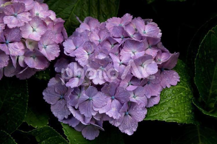 雨の中のアジサイ アジサイ,あじさい,紫陽花の写真素材