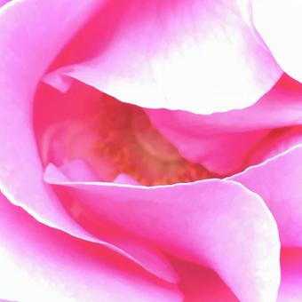 ピンクの薔薇 ピンクの薔薇の写真