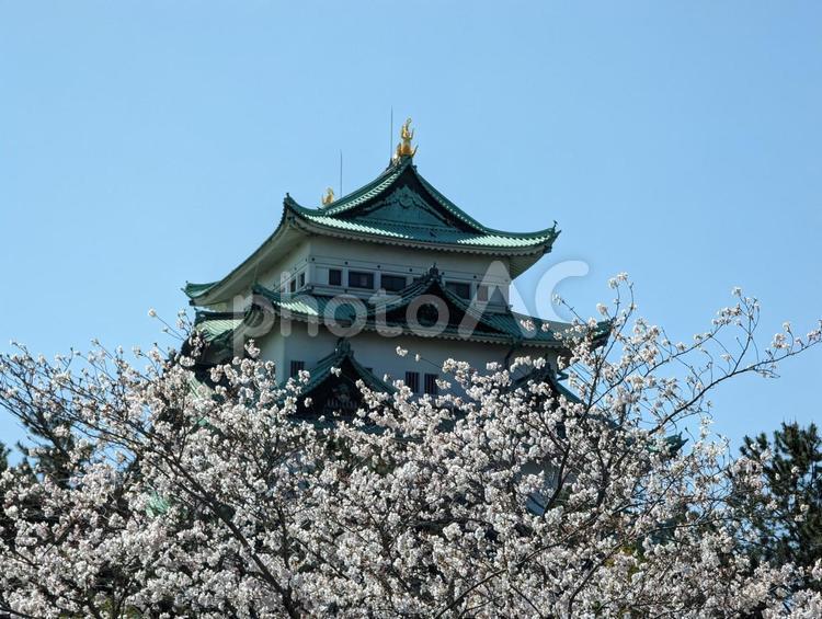 名古屋城の桜 桜,花,春の写真素材