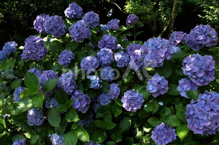 アジサイ アジサイ,あじさい,紫陽花の写真素材