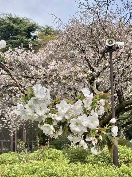 砧公園のタイハク桜 桜,砧公園,タイハクの写真素材