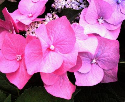 紫陽花 あじさい 紫陽花 あじさいの写真