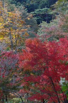 紅葉 紅葉 紅葉,秋,秋の風景の写真素材