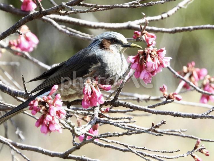 桜の花を叩くヒヨドリ 鳥,野鳥,ヒヨドリの写真素材