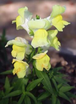 アンテリナム 金魚草,花,flowerの写真素材