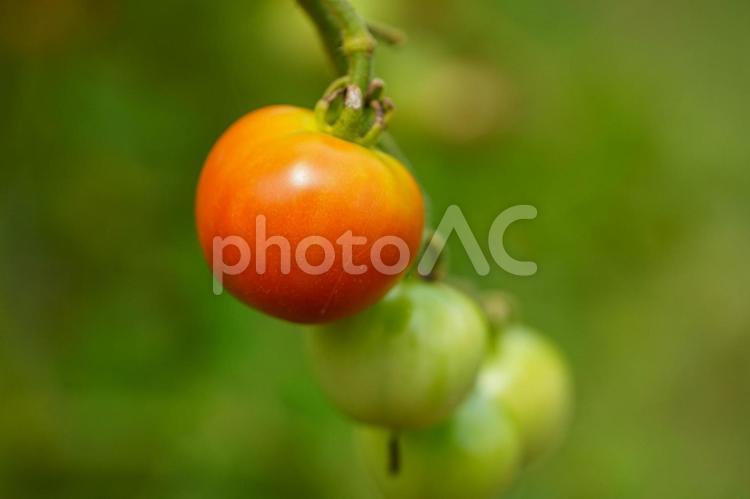 家庭菜園で栽培される赤く色づくミニトマト トマト,野菜,ミニトマトの写真素材