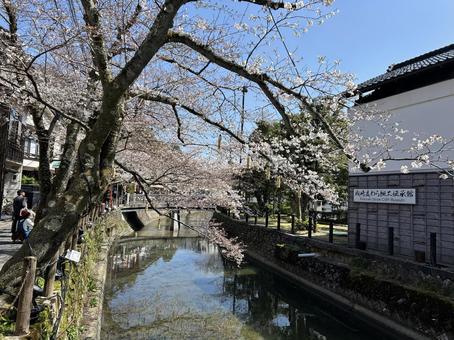 cherry blossoms, JPG