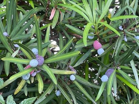 イヌマキの実　赤紫色　青色　緑色　果托の写真