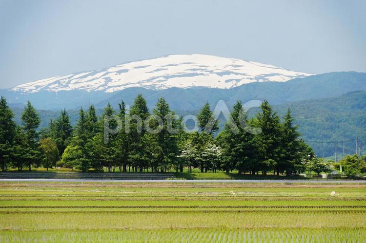 雪をかぶった月山（山形県） 月山,山形,霊山の写真素材