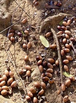 沢山のどんぐり 沢山のどんぐり 木の実,茶色,土の写真素材