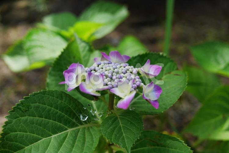 朝露の残るベニガクアジサイ あじさい,花,自然の写真素材