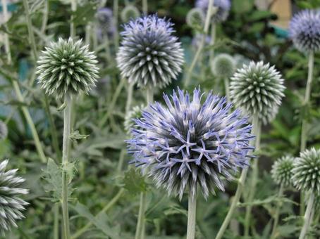 エキノプス エキノプス,咲く風景,球状花の写真素材