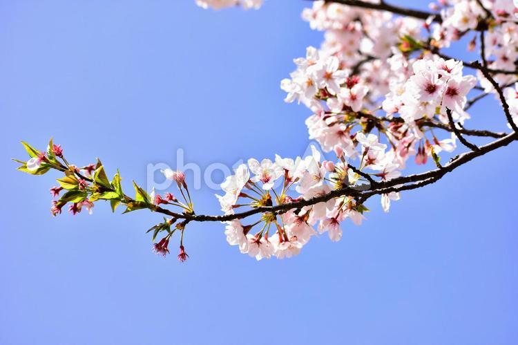 桜　ソメイヨシノ サクラ,桜,ソメイヨシノの写真素材