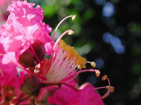 サルスベリ・猿滑り　クローズアップ サルスベリ,花木,夏の写真素材