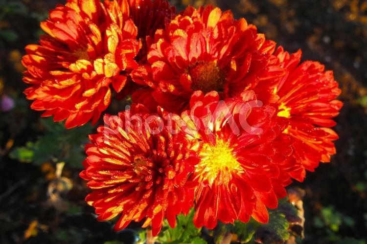 菊の花3(横浜市内にて) 小菊,菊の花,赤色の写真素材
