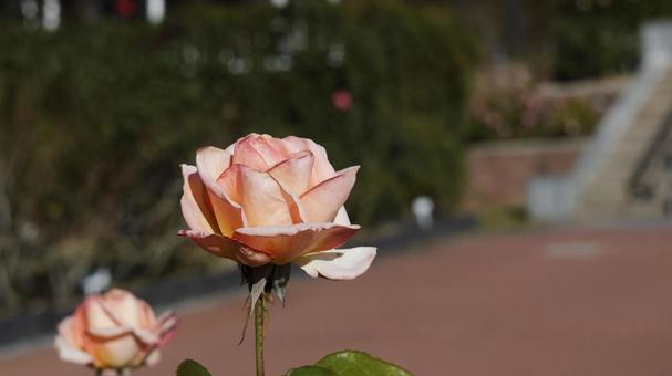 【花の写真】ばらの花 rose,植物,園芸の写真素材