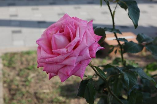 ピンク色の薔薇を撮影した写真です ピンク色の薔薇を撮影した写真です 花,薔薇,自然の写真素材