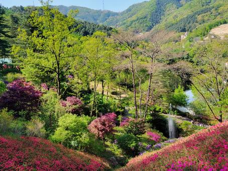 春の鮮やかな自然 初夏,春,芽吹きの写真素材