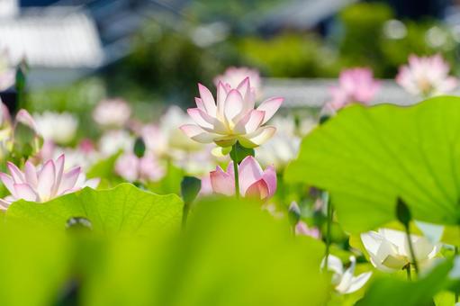 葉の間から輝く蓮の花 葉の間から輝く蓮の花 蓮,花,花びらの写真素材