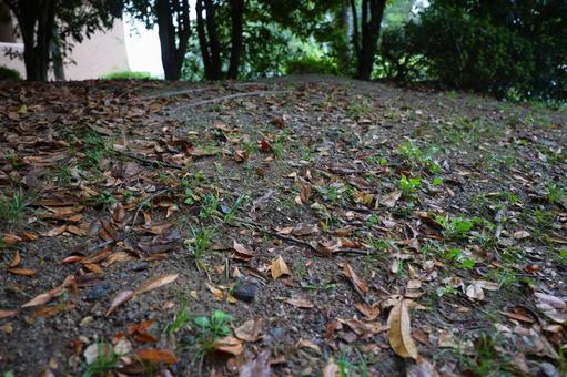 濡れた雑草と坂道 土,森林公園,ネイチャーの写真素材