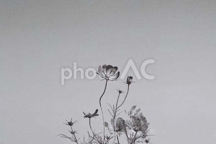 コスモス(モノクロフィルム撮影) 花,コスモス,茎の写真素材