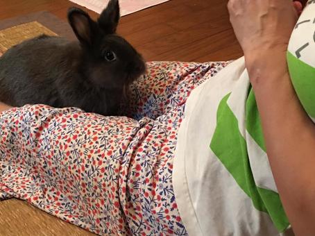 Woman playing with rabbit, female, rabbit, let's play, JPG