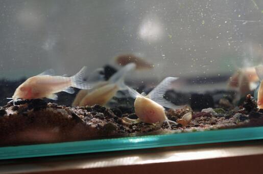 Corydoras, fish, aquarium fish, tropical fish, JPG