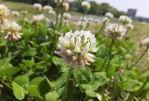 シロツメクサ [Clover]-004の写真