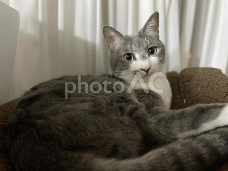 まったりするシロサバ猫 猫,ねこ,ネコの写真素材