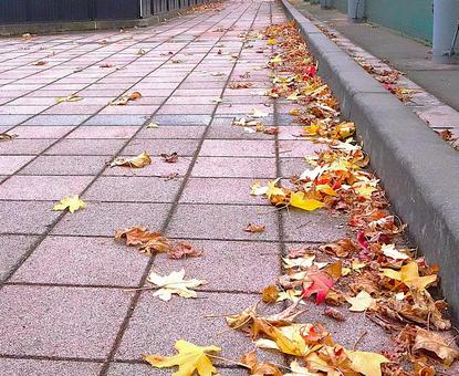 夕方の紅葉の歩道 秋,紅葉,黄葉の写真素材