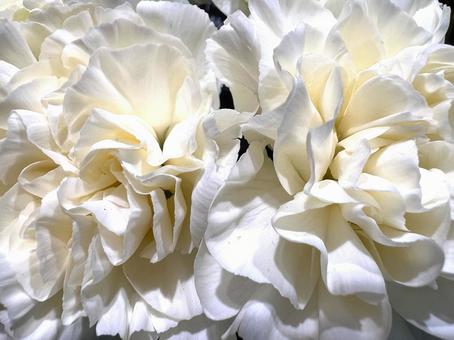 白い花アップ 白い花アップ 花,白,アップの写真素材
